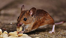 24 Hour & Emergency Exterminators in Lake Clarke, FL
